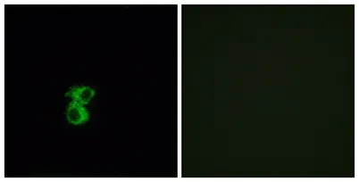 Olfactory receptor 6B2 rabbit pAb