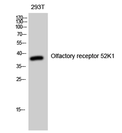Olfactory receptor 52K1 rabbit pAb