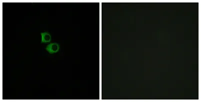 Olfactory receptor 51B6 rabbit pAb