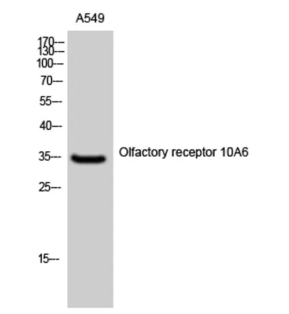 Olfactory receptor 10A6 rabbit pAb - image 1
