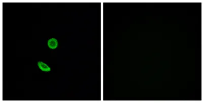 Olfactory receptor 8H2 rabbit pAb