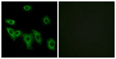 Olfactory receptor 8H3 rabbit pAb