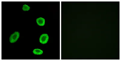 Olfactory receptor 8K1 rabbit pAb