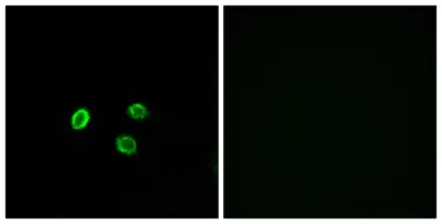 Olfactory receptor 5M9 rabbit pAb