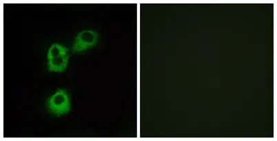 Olfactory receptor 5M1 rabbit pAb