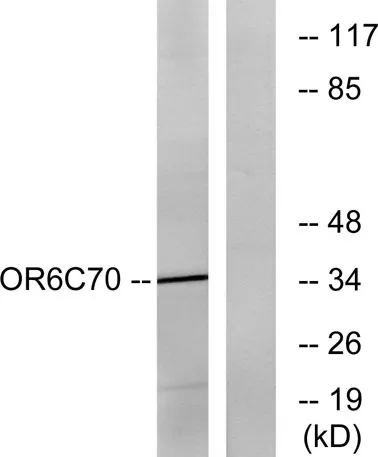 Olfactory receptor 6C70 rabbit pAb - image 1