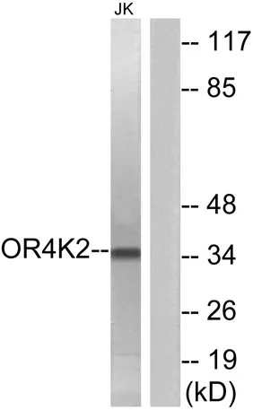Olfactory receptor 4K2 rabbit pAb