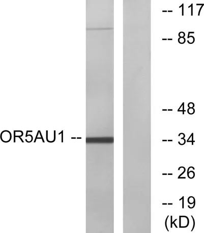 Olfactory receptor 5AU1 rabbit pAb