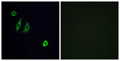Olfactory receptor 4F6 rabbit pAb