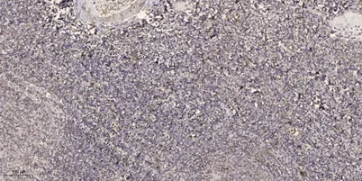 CTRP8 rabbit pAb