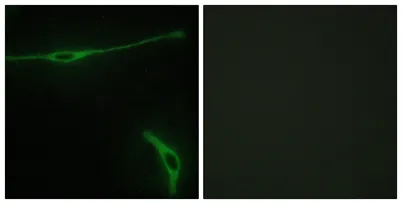 Laminin α-2 rabbit pAb