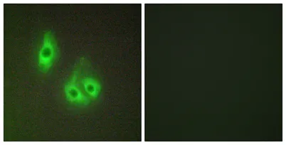 Laminin α-3 rabbit pAb