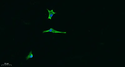 Laminin α-5 rabbit pAb