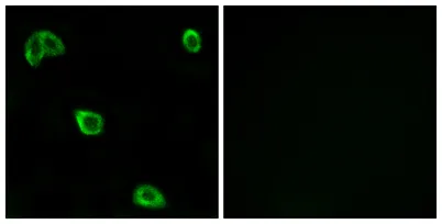 Olfactory receptor 10K1/2 rabbit pAb