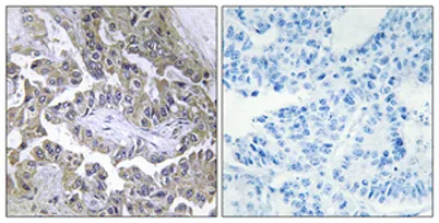 Laminin β-2 rabbit pAb - image 1
