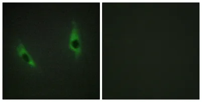 Laminin β-3 rabbit pAb - image 1