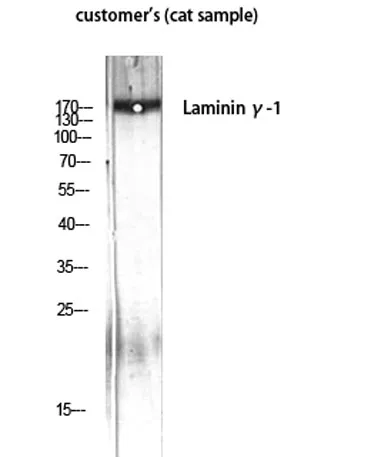 Laminin γ-1 rabbit pAb - image 1