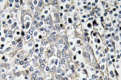 Laminin-R rabbit pAb - image 1