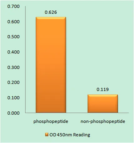Lck (phospho Ser540) rabbit pAb