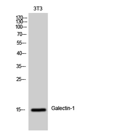 Galectin-1 rabbit pAb - image 1