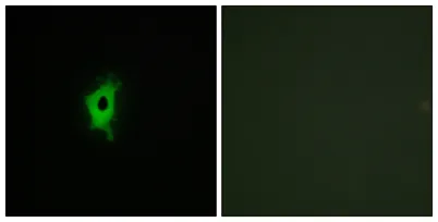 Galectin-2 rabbit pAb - image 1