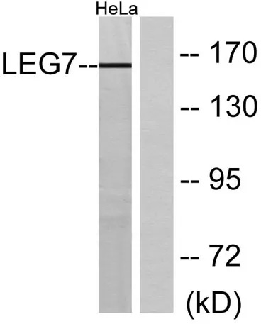 Galectin-7 rabbit pAb - image 1