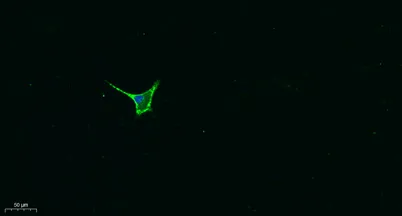 Galectin-8 rabbit pAb - image 1