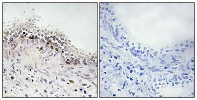 DNA Ligase IV rabbit pAb