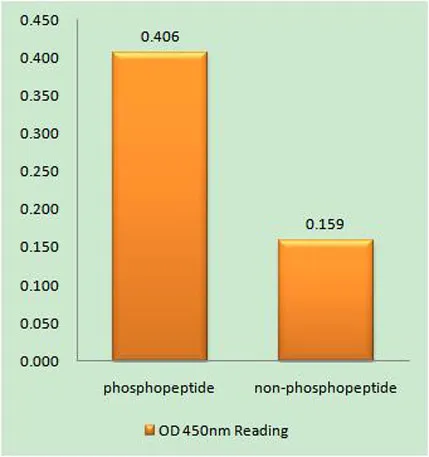 LIMK-2 (phospho Ser283) rabbit pAb - image 1