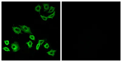 Rho H rabbit pAb - image 1