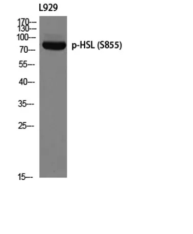 HSL (phospho Ser855) rabbit pAb - image 1