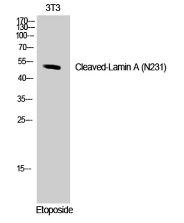 Cleaved-Lamin A (N231) rabbit pAb