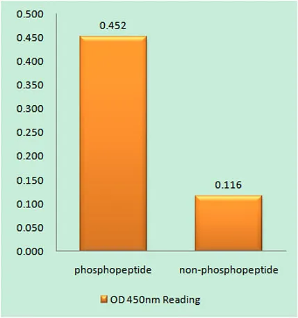 Lamin A/C (phospho Ser392) rabbit pAb - image 1