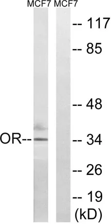 Olfactory receptor 51H1 rabbit pAb