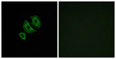 Olfactory receptor 10J6 rabbit pAb
