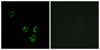 Olfactory receptor 2T5/2T29 rabbit pAb