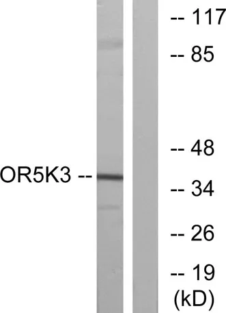 Olfactory receptor 5K3 rabbit pAb