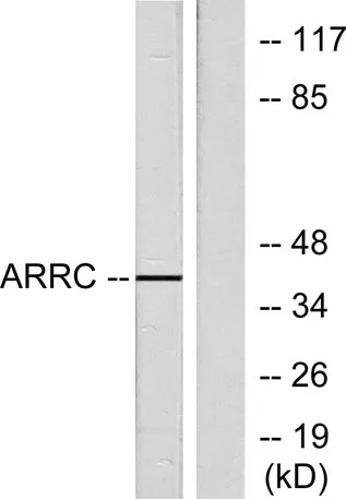 Arrestin-C rabbit pAb - image 1