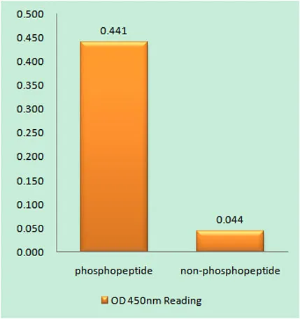 MARCKS (phospho Ser159) rabbit pAb - image 1