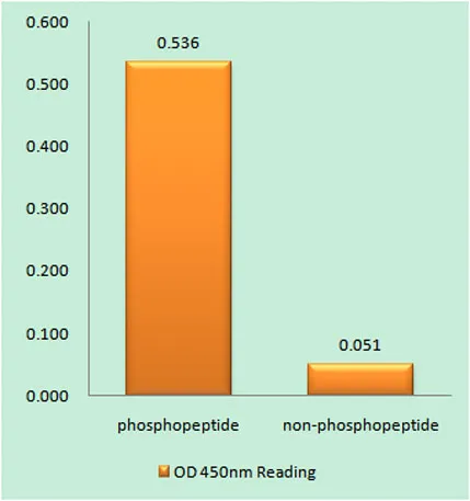 Smad3 (phospho Ser213) rabbit pAb - image 1