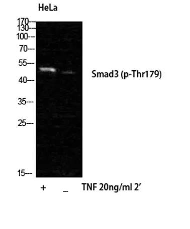 Smad3 (phospho Thr179) rabbit pAb - image 1
