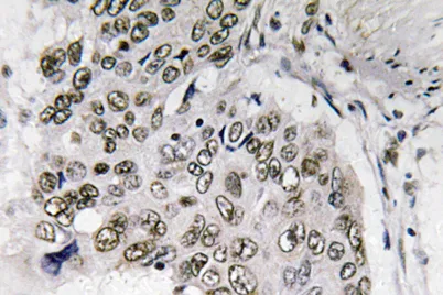 Smad6 rabbit pAb - image 1
