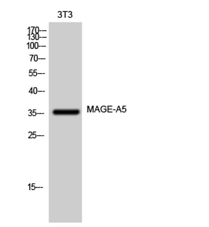 MAGE-A5 rabbit pAb - image 1