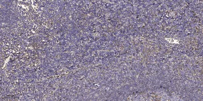 MAGE-9 rabbit pAb - image 1