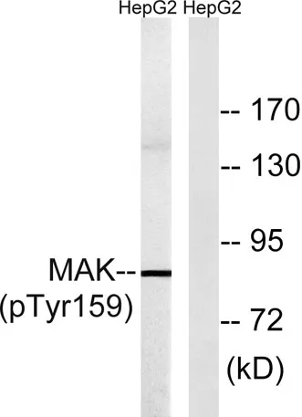 MAK (phospho Tyr159) rabbit pAb