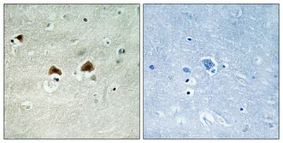 MAP-4 (phospho Ser696) rabbit pAb - image 1