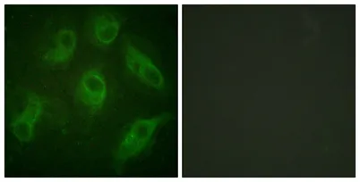 MAP-4 rabbit pAb - image 1