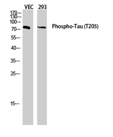 Tau (phospho Thr205) rabbit pAb - image 1