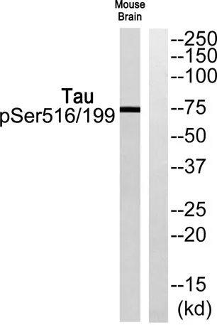 Tau (phospho Ser516/199) rabbit pAb