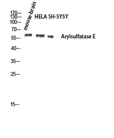 Arylsulfatase E rabbit pAb - image 1